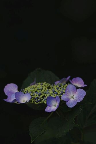 DSC05175.JPG
