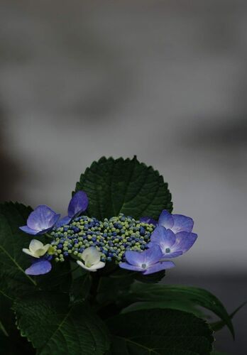 DSC05177.JPG