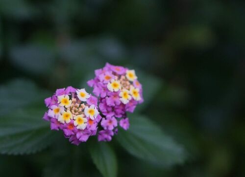 DSC08684.JPG
